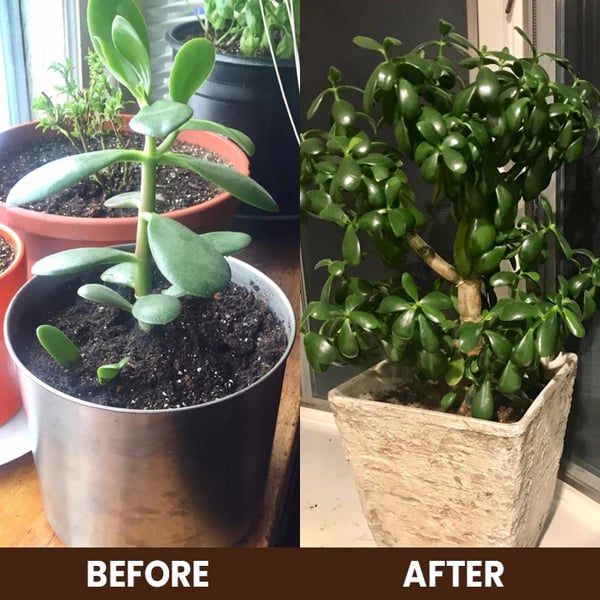 🌳 The Ultimate Soil Conditioner—Revitalize Your Garden Soil