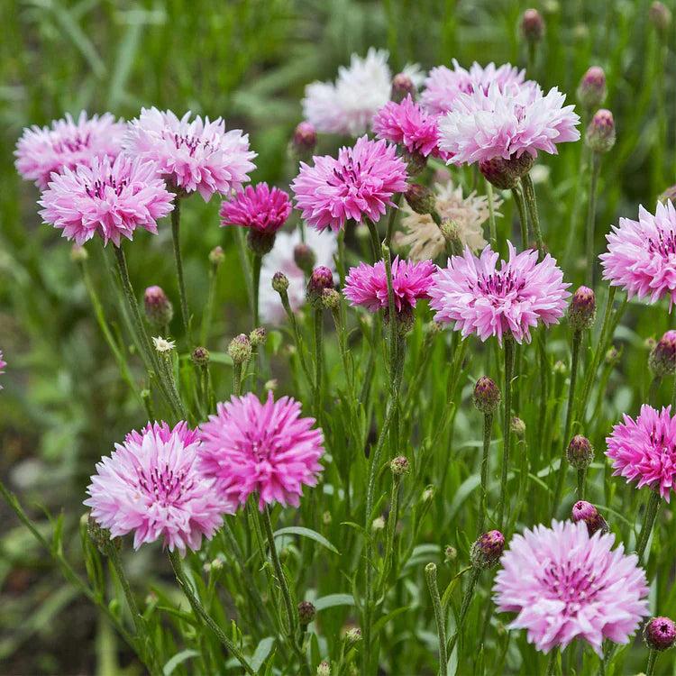 Perennial Mixed Cornflower Seeds🌸
