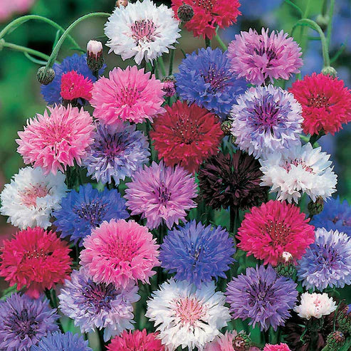 Perennial Mixed Cornflower Seeds🌸