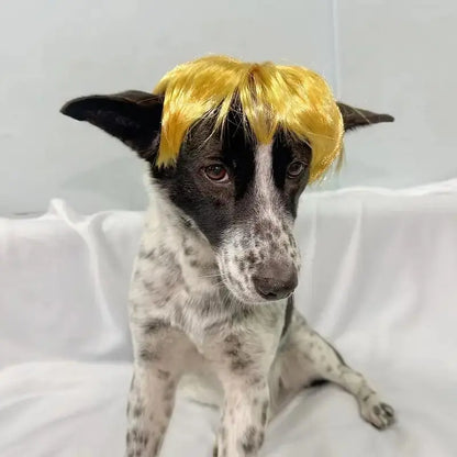 Cute Short-Hair Wig Pet Headband, Funny Pet Wig Hair Accessories for Dogs and Cats 🐶
